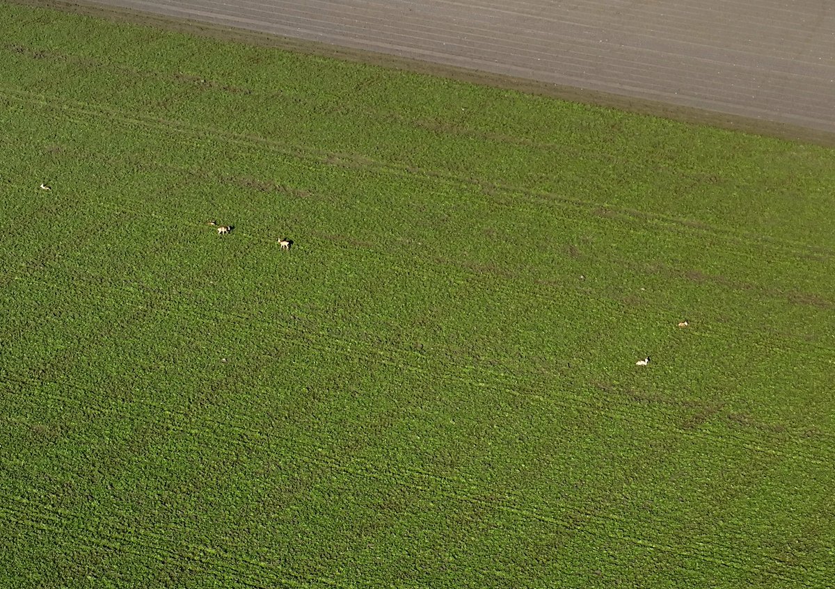 Aerial Service Holland tweet media