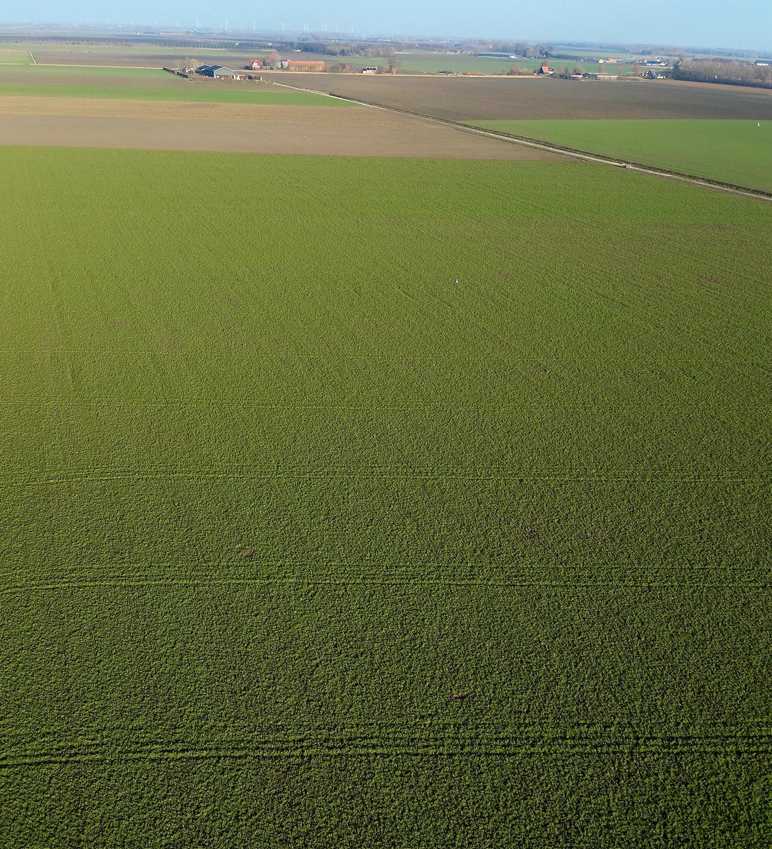 De resultaten van het rechtstreeks in de ploegsneden zaaien van groenbemesters NKGduo en trio met onze Drone op GoereeOverflakkee laten zich na een winter van sneeuw en ijs nog steeds goed zien..Best wel een sterke plantjes dus..zelfs de Reeën vinden het ook een succes..🤫🚁