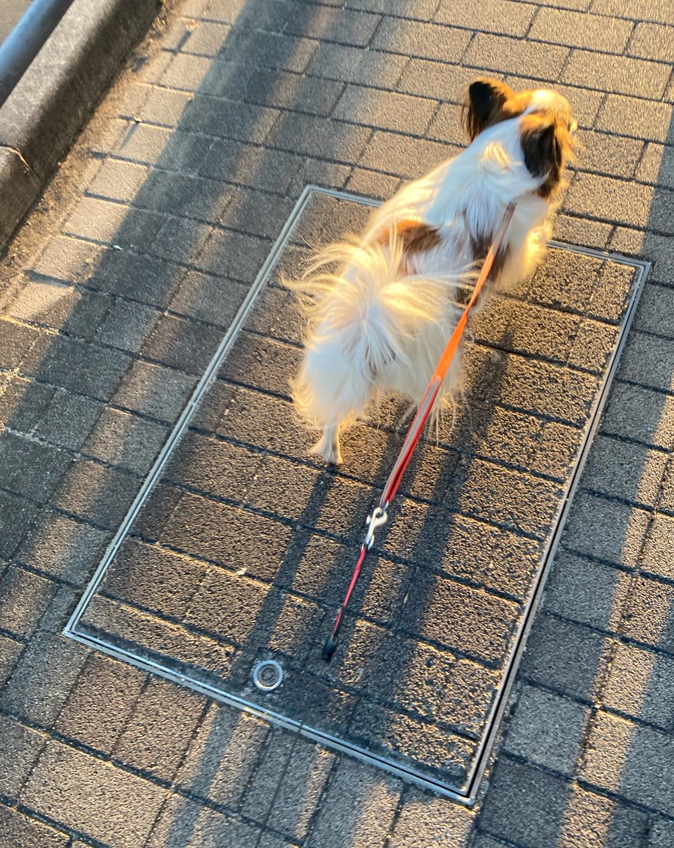 入日に向かってます #papillon