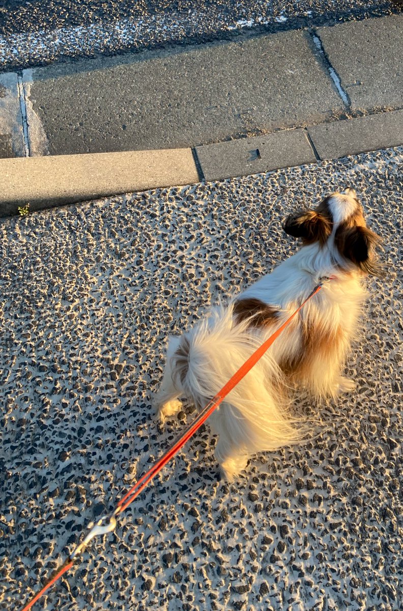 入日に向かってます #papillon