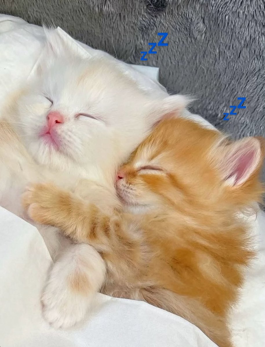 kitten_zukan's tweet image. 💤