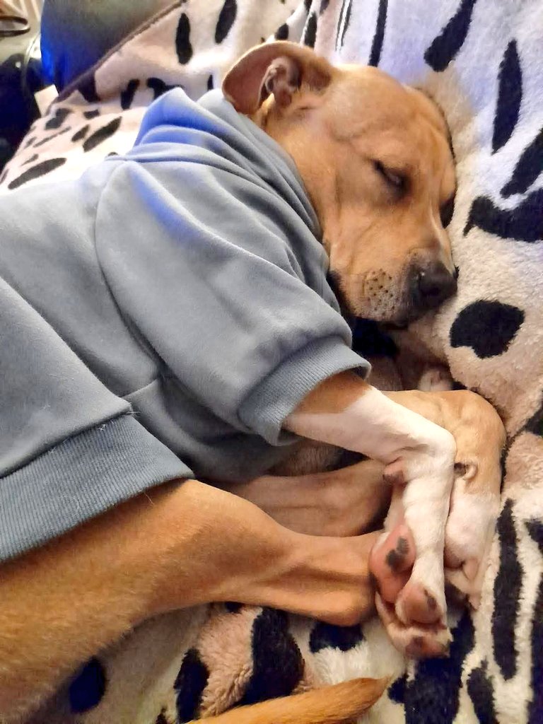 SeniorStaffy's tweet photo. We would love to find sweet Baxter his forever home…
Age - a young ‘un at 7 
Where - in foster in Staffordshire
Personality - sweet,playful, affectionate 💕
Likes - walks,toys,snuggling, wearing cool jumpers  🐶
Ideal home - quiet &amp; calm, no other pets 🏡
https://t.co/rTIBRFFeC9 https://t.co/jMrVfFGNw1