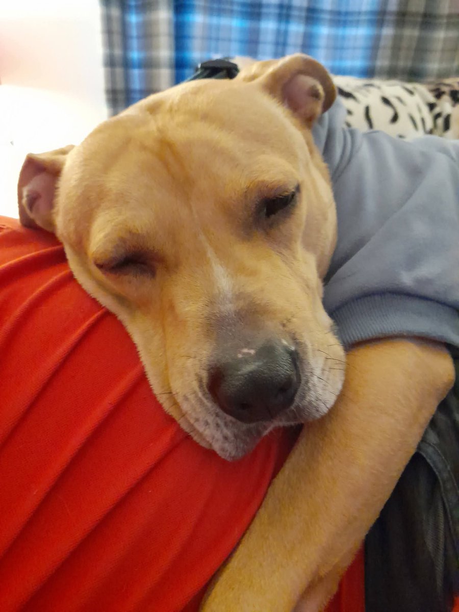 SeniorStaffy's tweet photo. We would love to find sweet Baxter his forever home…
Age - a young ‘un at 7 
Where - in foster in Staffordshire
Personality - sweet,playful, affectionate 💕
Likes - walks,toys,snuggling, wearing cool jumpers  🐶
Ideal home - quiet &amp; calm, no other pets 🏡
https://t.co/rTIBRFFeC9 https://t.co/jMrVfFGNw1