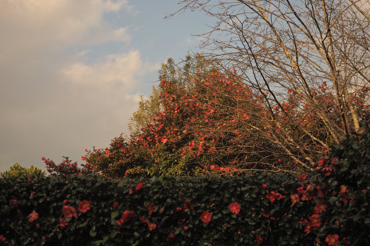 VERISUKE0805's tweet image. The day I walked around Kyoto