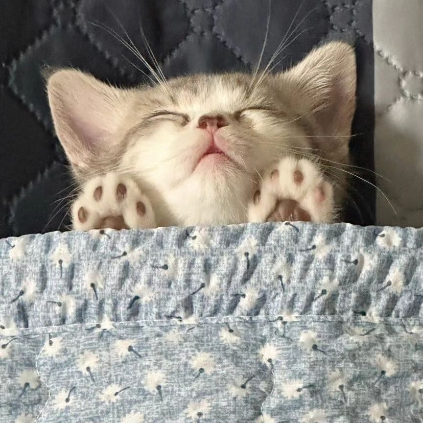 kitten_zukan's tweet image. 