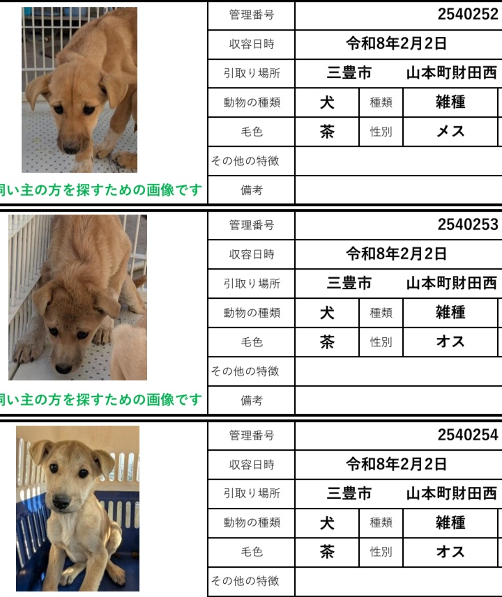 香川県　子犬　里親募集！

３〜５ヶ月の子達🐕️

子犬を飼いたいかた、いませんか？
一匹でもOK👍

香川、岡山、大阪、福井、滋賀その近辺で里親さん募集！
◉60歳以上の方でもサポートできる家族と同居されていれば譲渡可能です
ご連絡は<a href="/wannyanpeasmail/">学生愛護団体ワンニャン🐾ピースマイル</a>へ🙇

西讃
#香川県
#里親募集　#犬　#子犬