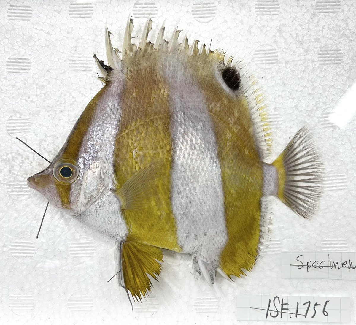 動脈。'26💜🍬🗼 (@scienceheart0) / Posts / X