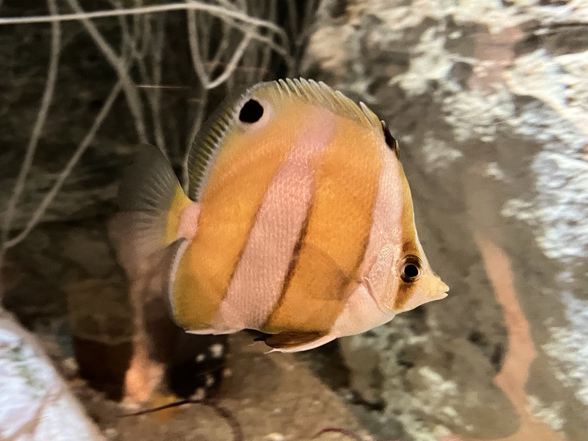 動脈。'26💜🍬🗼 (@scienceheart0) / Posts / X