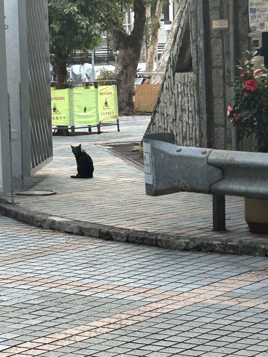 skyel0802's tweet photo. 学校真正的董事长 https://t.co/7xOzVIEtea