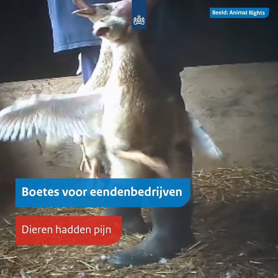 _NVWA's tweet photo. We geven boetes aan 6 eendenhouderijen en 2 vangbedrijven voor het ruw vangen van eenden. De vangbedrijven krijgen de hoogste boetes (€ 4.500), omdat zij vaker de fout ingingen. Undercoverbeelden van @AnimalRightsNL zijn de aanleiding van deze boetes.

👉 https://t.co/OD3SlNEuCy https://t.co/nhgSrs5eyb