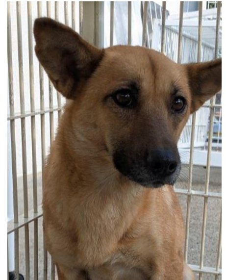 香川県　犬　里親募集！

１〜５歳　メス　茶色　中型

香川、岡山、大阪、福井、滋賀、その近県で里親さん募集！
◉60歳以上の方でもサポートできる家族と同居されていれば譲渡可能です
ご連絡は<a href="/wannyanpeasmail/">学生愛護団体ワンニャン🐾ピースマイル</a>へ🙇

家に迎えて殺処分から助けてください🙏
西讃2540251番
#里親募集　#犬  #香川県