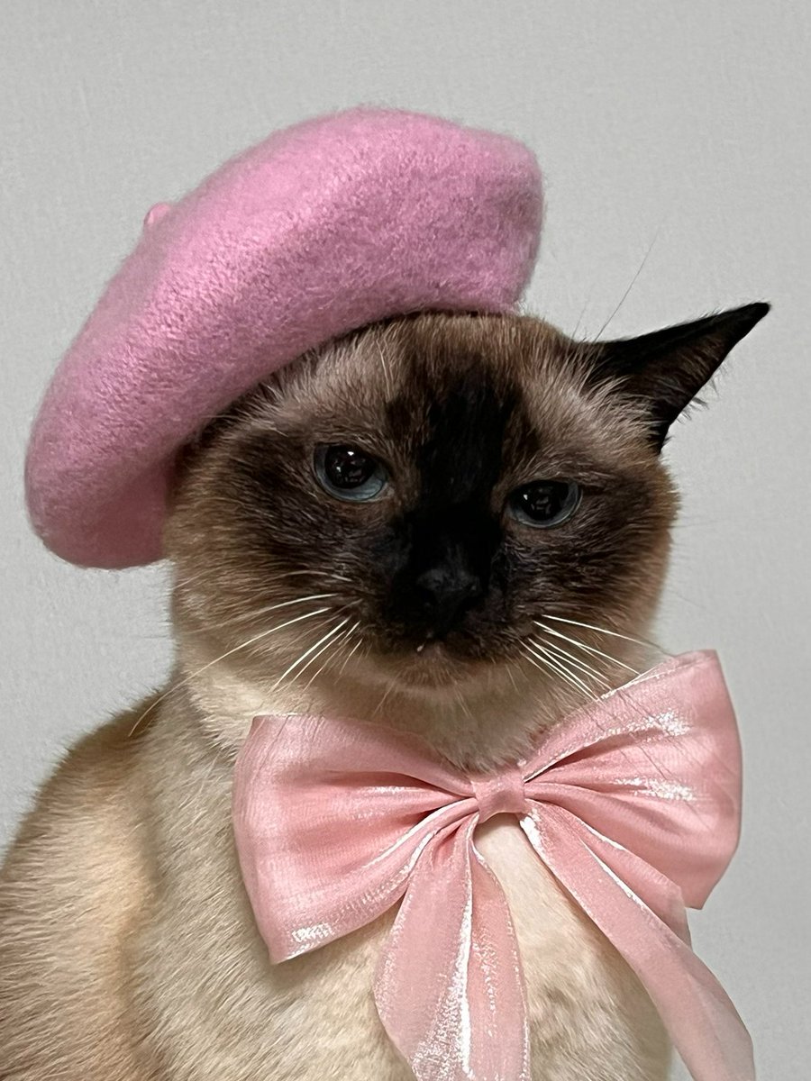 _JAEDA__'s tweet image. 아.. 탐나... 앵알이한테 얼마나 잘 어울릴까...