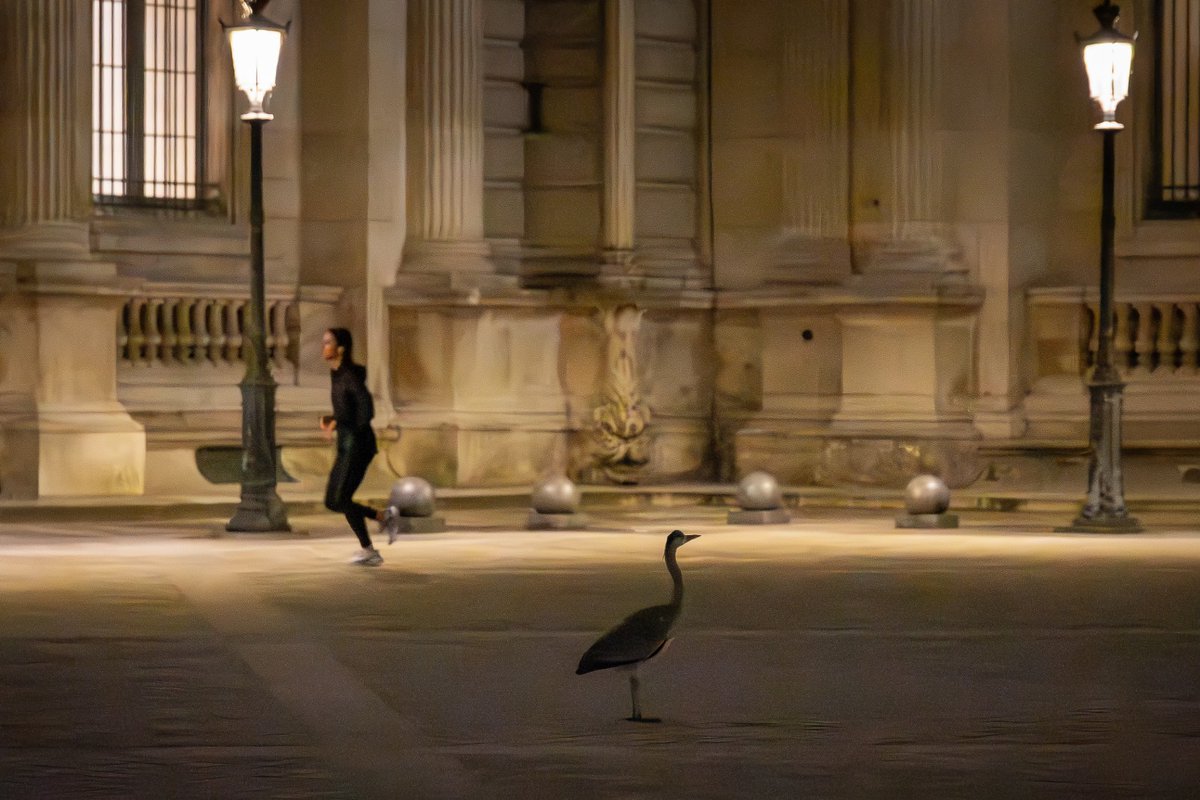 Rikem1's tweet photo. 🔴 INSOLITE : Un héron se pose sur l'esplanade du musée du Louvre à Paris hier soir ! 
Photo : @Rikem1 

#Paris #photooftheday #photo #animal #louvre #heron

@TF1 @LCI @BFMTV @BFMParis @FranceTV @FranceTVNature @le_Parisien @LeParisien_75 @MuseeLouvre @20Minutes @CNEWS https://t.co/O71L8gtfMz