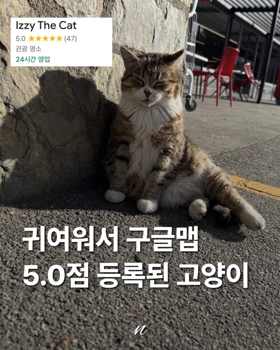 healing_storage's tweet photo. 귀여워서 구글맵 5점 등록된 고양이 https://t.co/rLfMB828l3