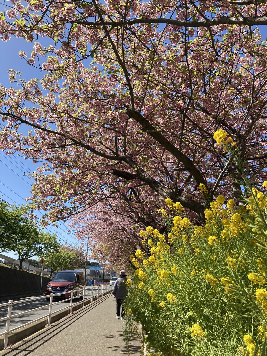 まだ未確定だけど、
2/13(金)
19:00藤沢発くらいで、三浦のライトアップ河津桜＆なんかご飯ツーリングしようと思ってます☺️

仕事次第でなんともいえないんだけど、参加できる方リプorDMお願いします！

昼行くと凄い人だから、夜に綺麗な写真撮りましょう！
咲いてんのかな😂