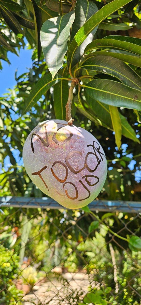 Armando Barreto tweet media