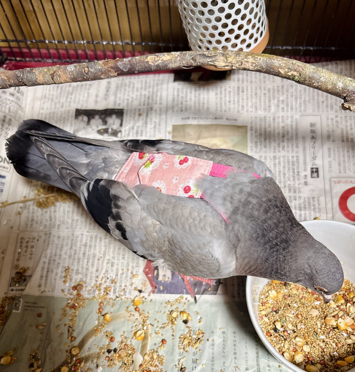 やーと。 (@ys_aviary) / Posts / X