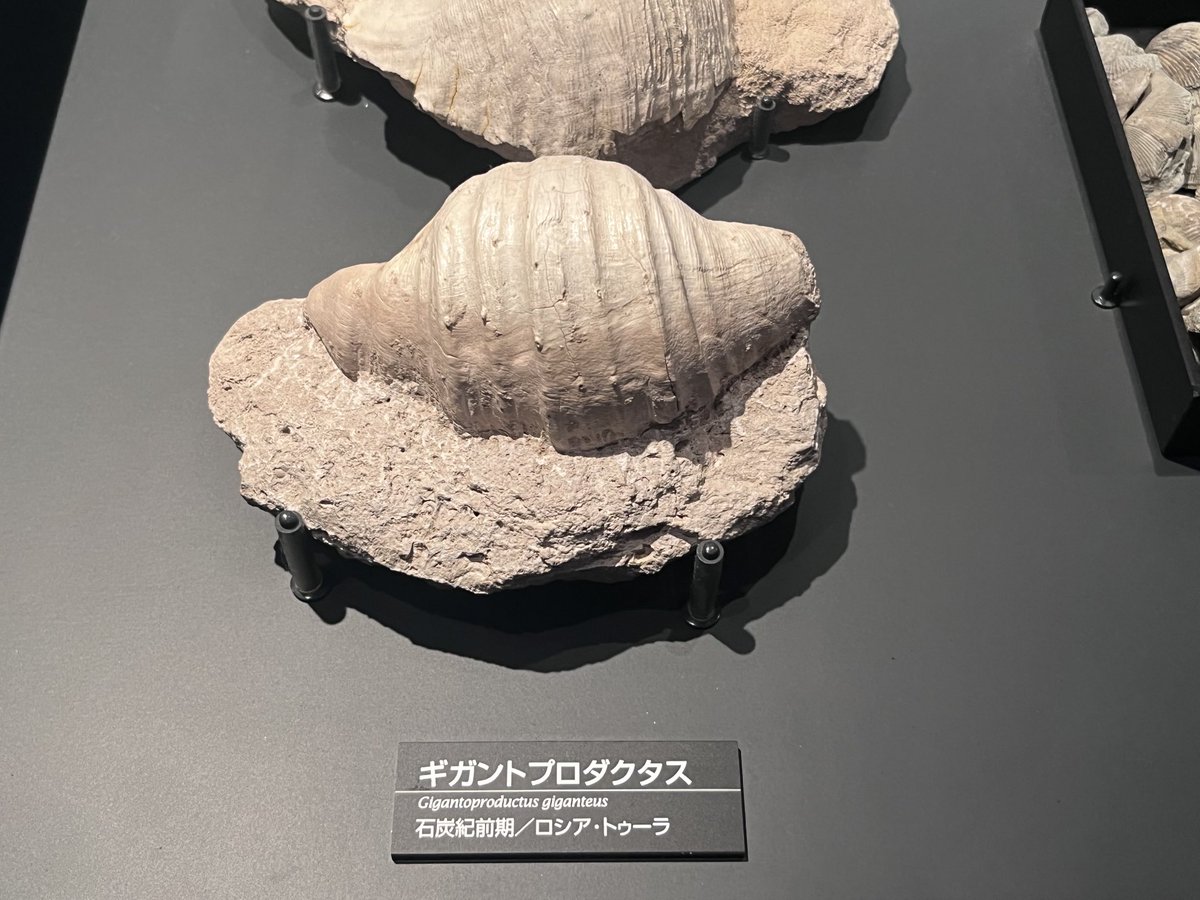 ぬここ🍮 tweet media