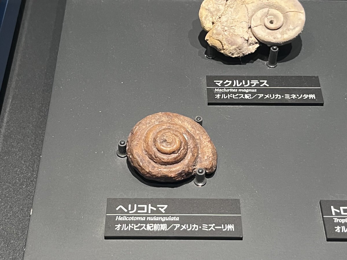 ぬここ🍮 tweet media