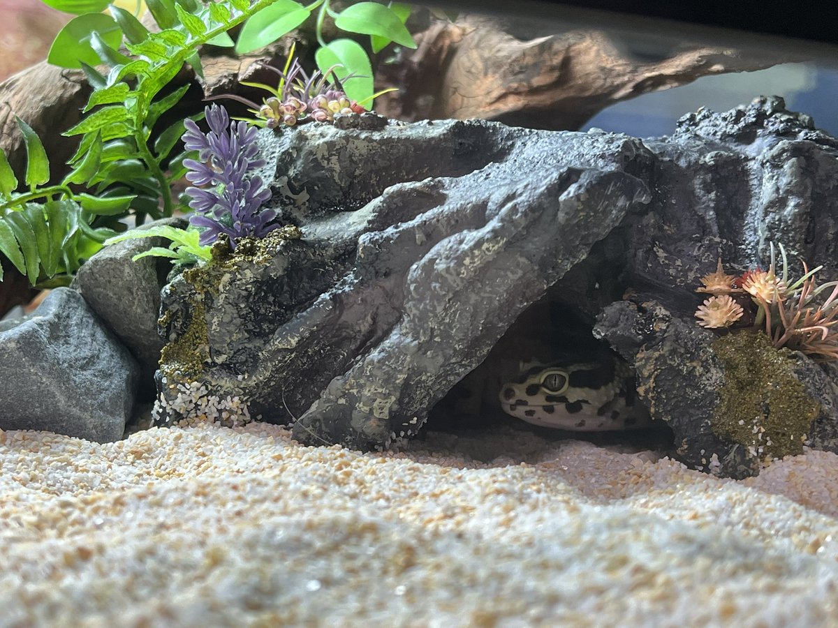 ともえ屋【爬虫類用品制作】 (@Iy0aAILRggs1XgM) / Posts / X