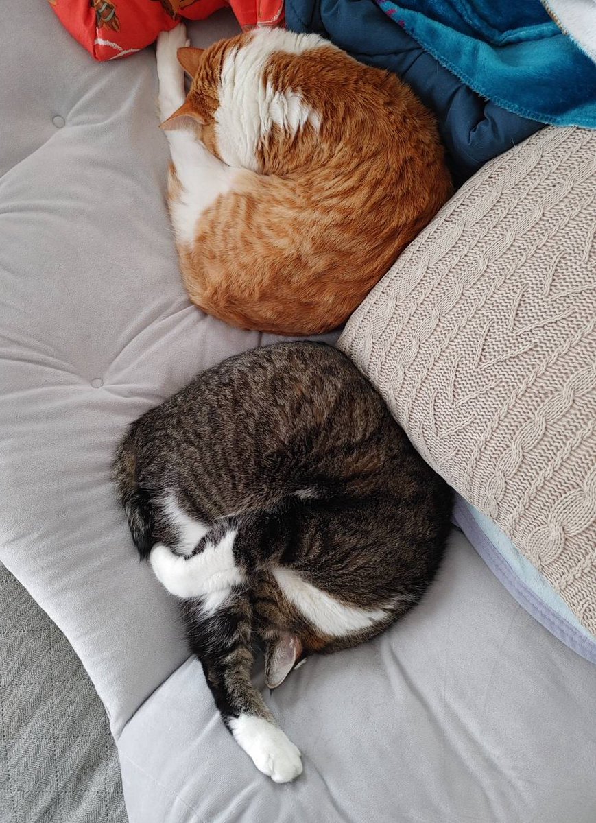 まめたろ (@kuromametaro620) / Posts / X