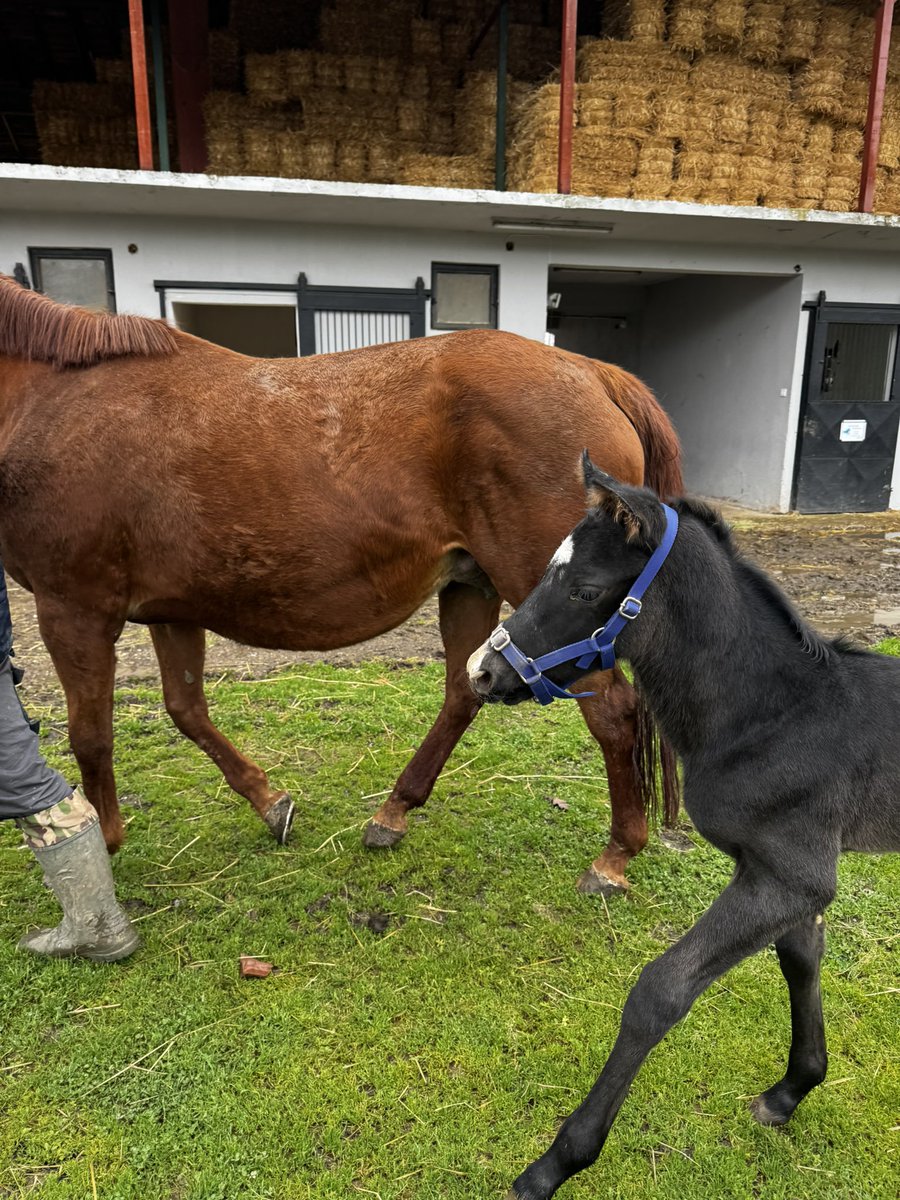 Refik Yiğit tweet media