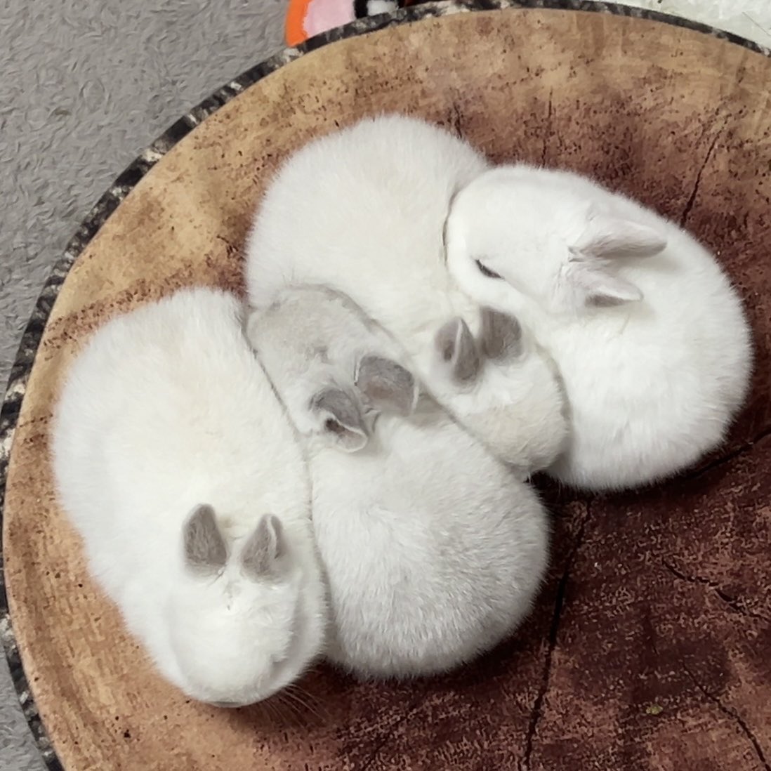 寄り添っておねんね💤
ふわもちベビーズ🐰🤍

#うさぎの赤ちゃん   〜生後24日〜