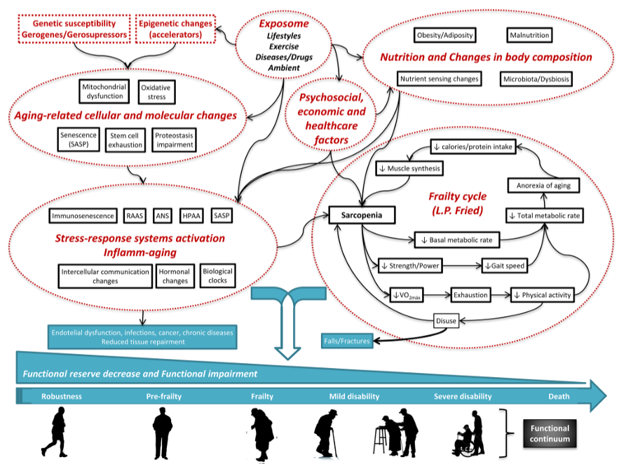 doctorneyro's tweet image. In #frailty Its physiolgical #basis lies in a heterogneous #decline of #functionalreserve across systems, accompnied by impaired #homeostasis nd reduced capacity to respnd to #stressors, ultimately predispsing to advrse #healthoutcomes, mainly #disability

sciencedirect.com/science/articl…