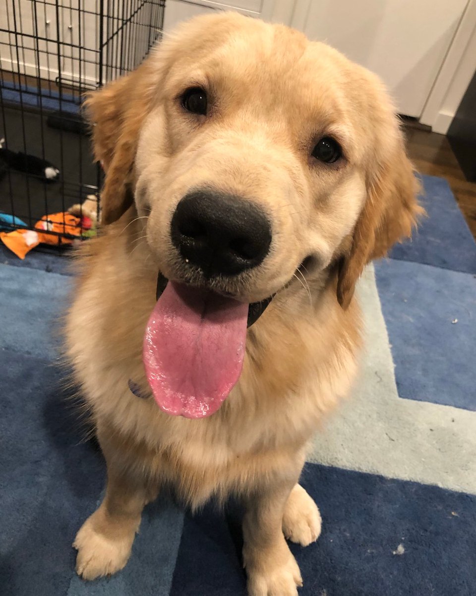 Animal Aunts tweet media