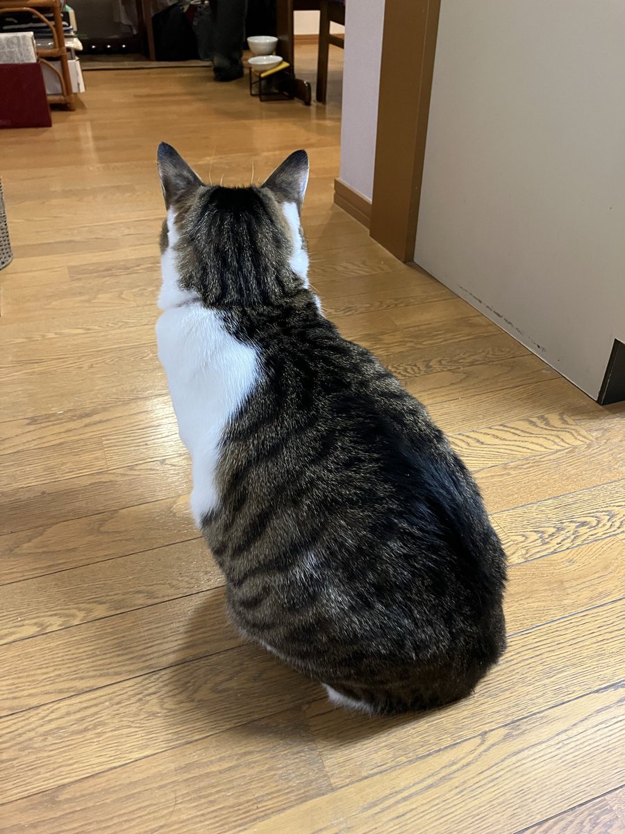 tete_diary's tweet photo. #猫好きさんと繋がりたい 
＃猫のいる暮らし
#猫
#猫かわいいね
＃cat
#節分の日
豆まきを見ている猫がこちらです https://t.co/YfVEzxCf1c