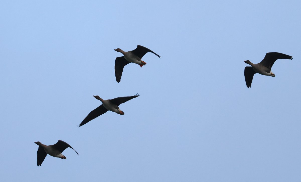 Robs Birding tweet media