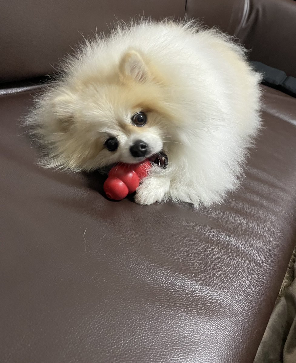 ちくわ(ぽめ) (@chikuwa_pome222) / Posts / X