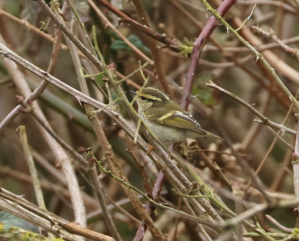 Robs Birding tweet media