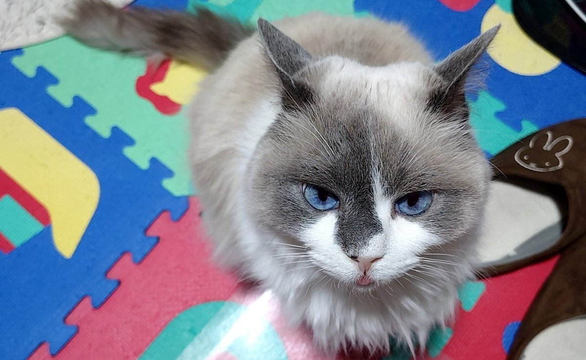 ruimaru20200410's tweet photo. るーくんお昼寝終わったの？
べろ、しまい忘れてるよ？

#ラグドール
#猫のいる暮らし
#猫好きさんと繋がりたい

\飼い主〜ぼく起きた〜/ https://t.co/cmsHg12GTW