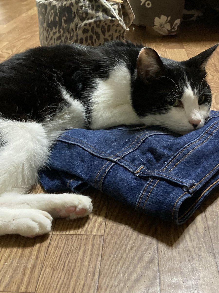 今日は節分^^* 鬼はあ~~~外!! 福はあ~~~うち😊 猫はあ~~~うち