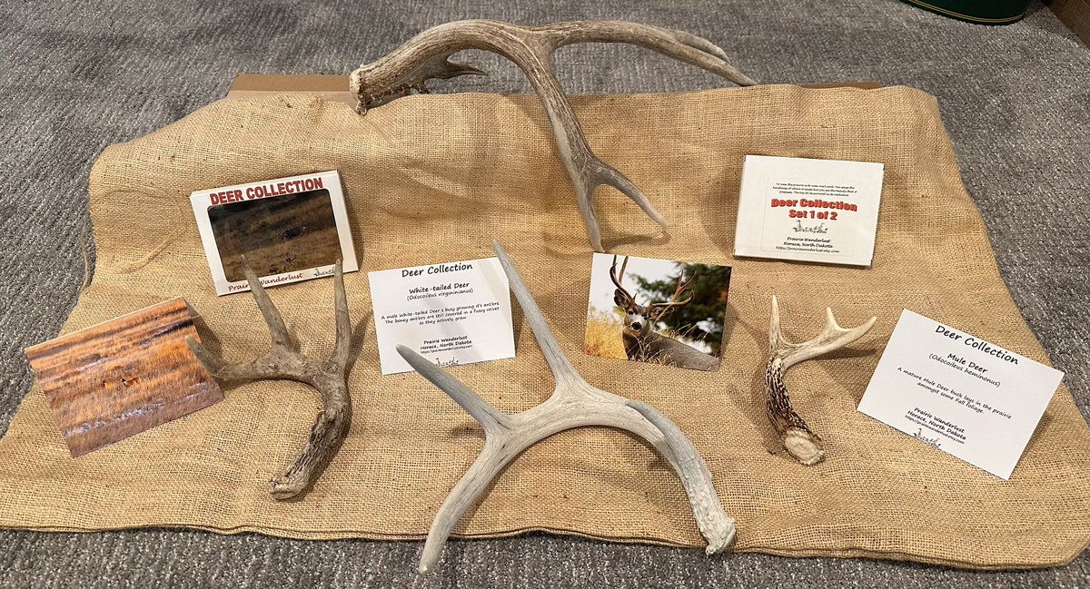 prairieguy2016's tweet image. Reminder to share with us a favorite deer story for a chance to win a box from my 2 box set of Deer notecards! The set includes 20 different images (10/box) of Mule &amp;amp; White-tailed deer. You have until noon Wednesday. Good luck! 
prairiewanderlust.etsy.com #deer #northdakota #montana