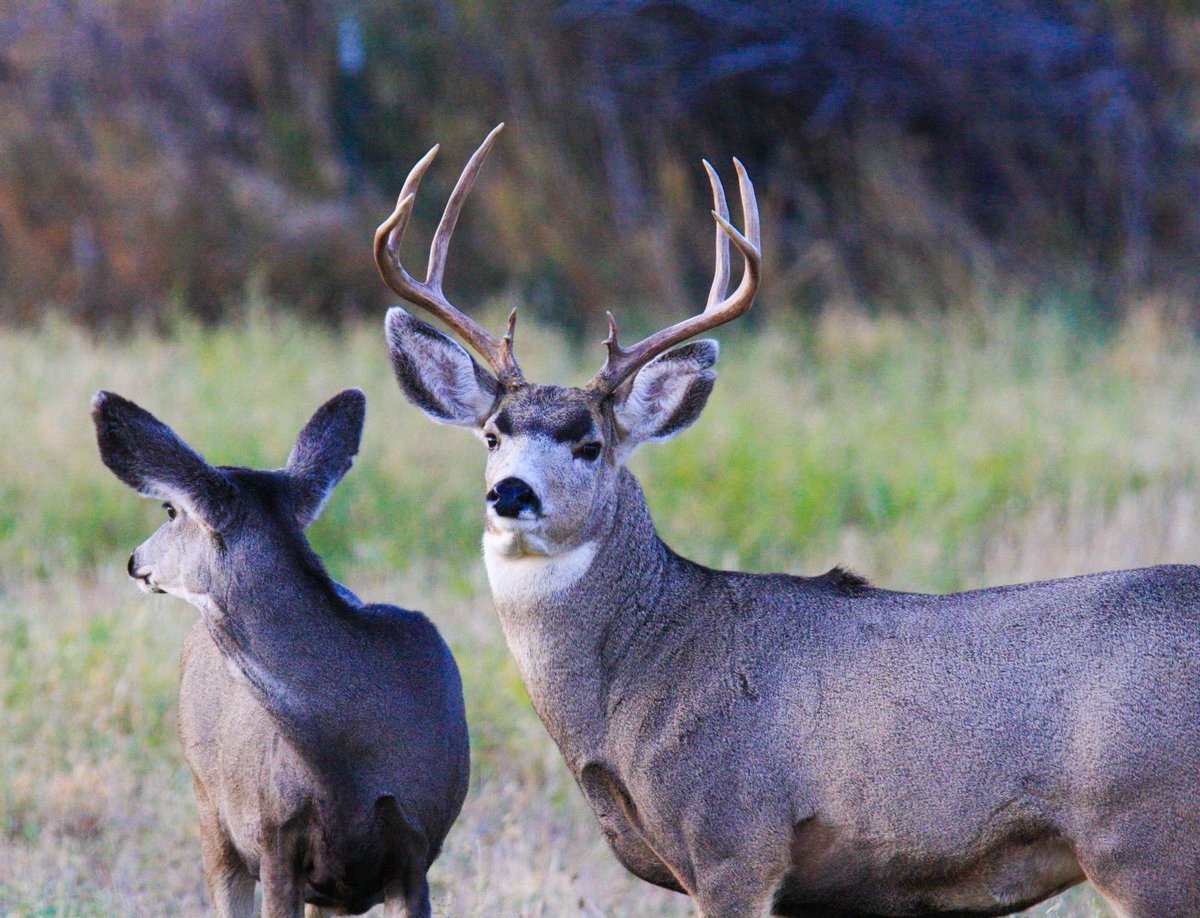 prairieguy2016's tweet image. Reminder to share with us a favorite deer story for a chance to win a box from my 2 box set of Deer notecards! The set includes 20 different images (10/box) of Mule &amp;amp; White-tailed deer. You have until noon Wednesday. Good luck! 
prairiewanderlust.etsy.com #deer #northdakota #montana