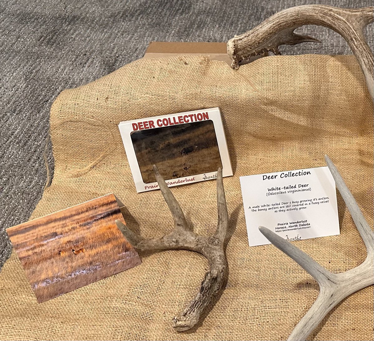 prairieguy2016's tweet image. Reminder to share with us a favorite deer story for a chance to win a box from my 2 box set of Deer notecards! The set includes 20 different images (10/box) of Mule &amp;amp; White-tailed deer. You have until noon Wednesday. Good luck! 
prairiewanderlust.etsy.com #deer #northdakota #montana