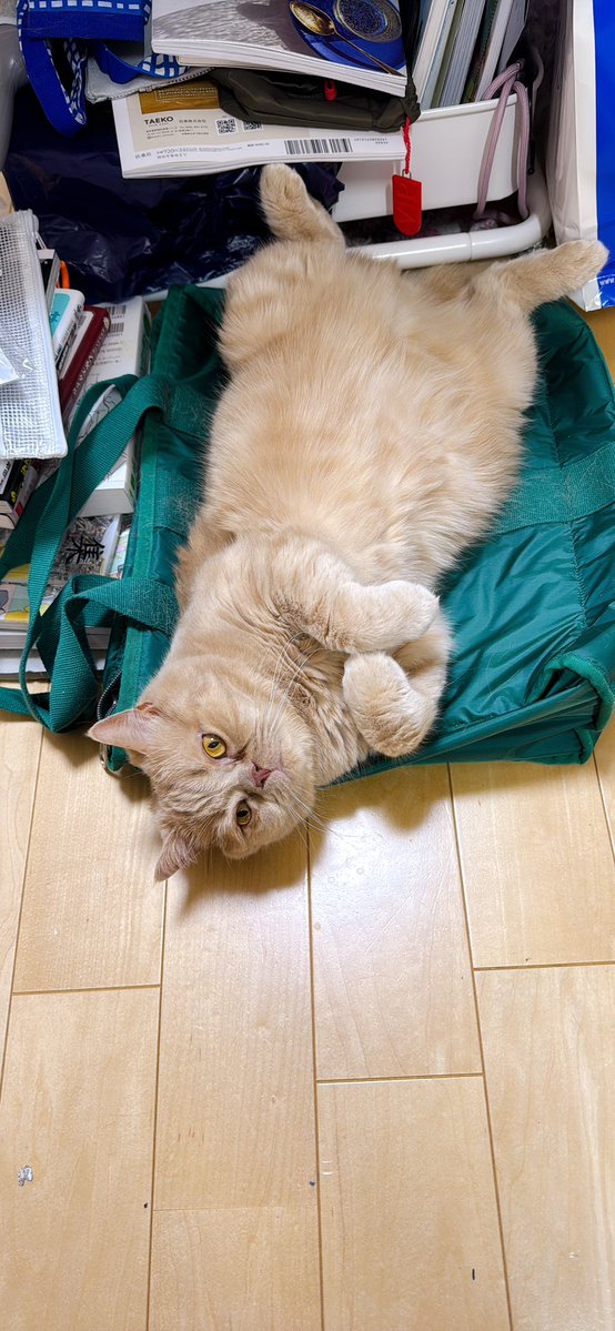 CHICAUMINO's tweet image. どんなに好みを考えて
新しいﾈｺﾁｬﾝ布団を購入しても
頑なにﾆﾝｹﾞﾝのバッグの上
（特にシャカシャカした素材のナイロンのバッグ）でしか寝ない
悪の組織の構成員たちのために

ついにﾆﾝｹﾞﾝはいい事を思いついたのです

そう、100均のナイロンのバッグに…