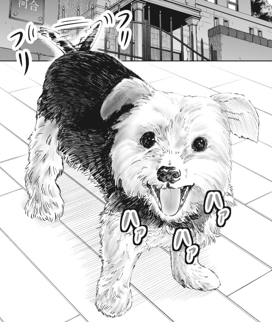 舞先輩の愛犬モク君
#ヨークシャテリア
#到達のアクタ 