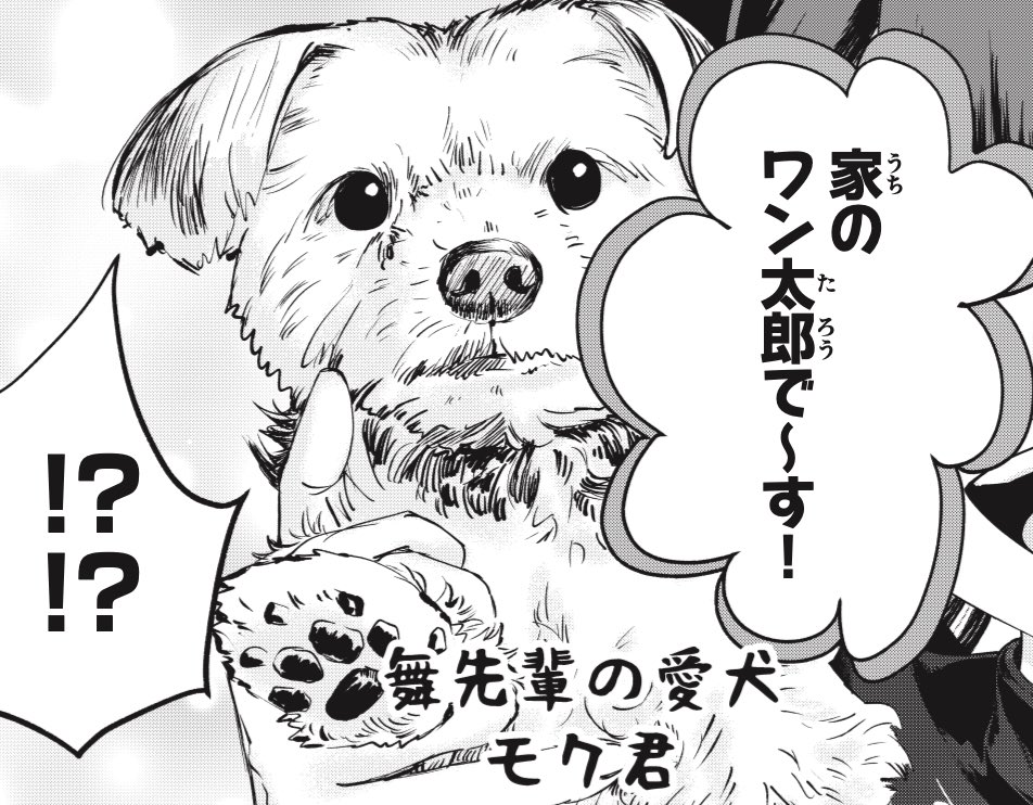 舞先輩の愛犬モク君
#ヨークシャテリア
#到達のアクタ 