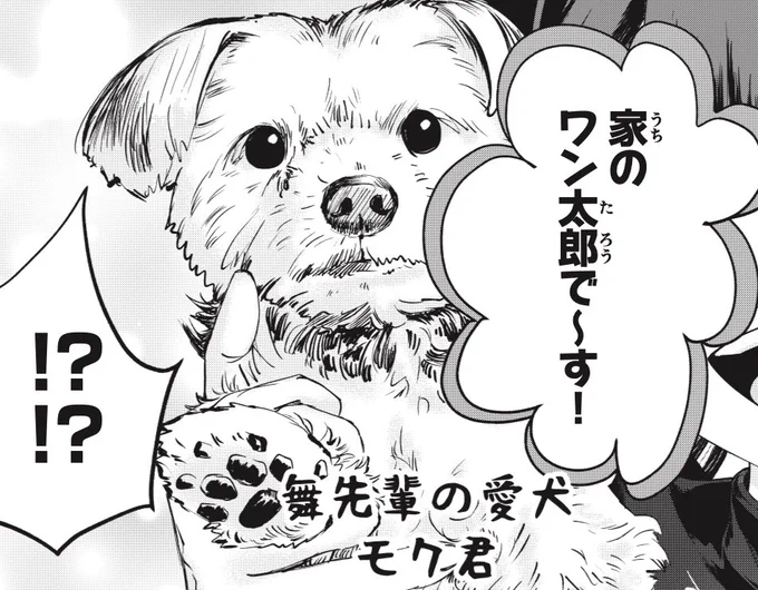 舞先輩の愛犬モク君
#ヨークシャテリア
#到達のアクタ 