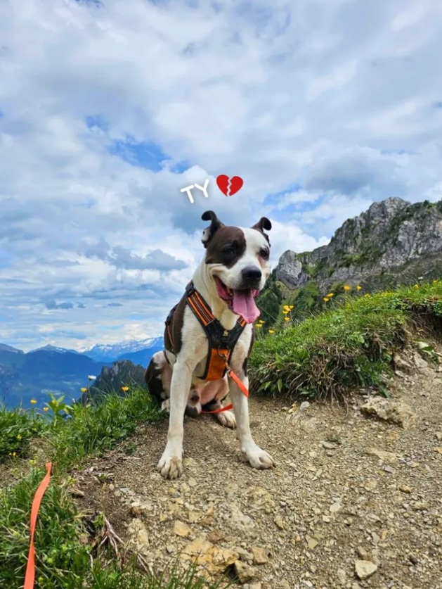 Brigade Animale Bénévole | BAB tweet media