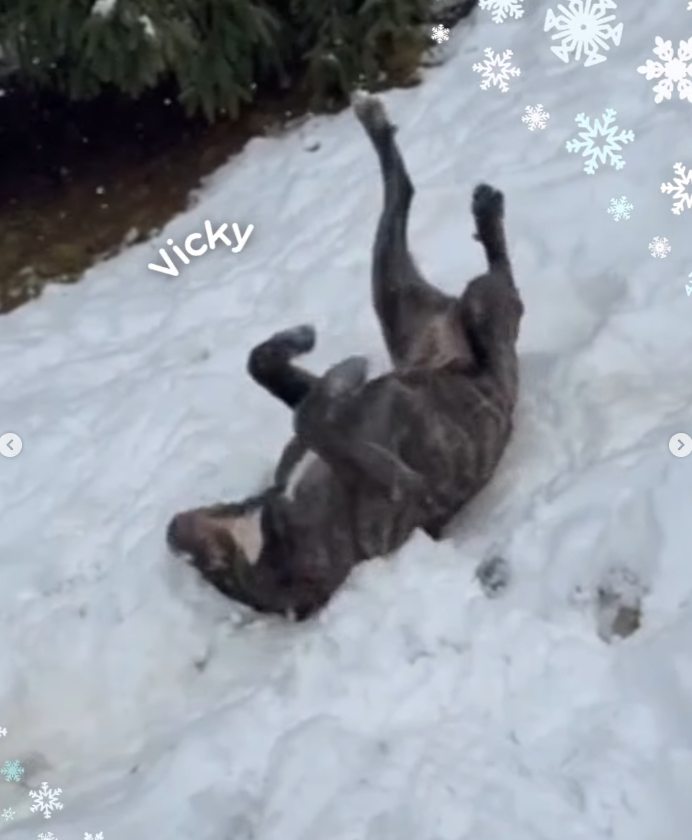 Brigade Animale Bénévole | BAB tweet media