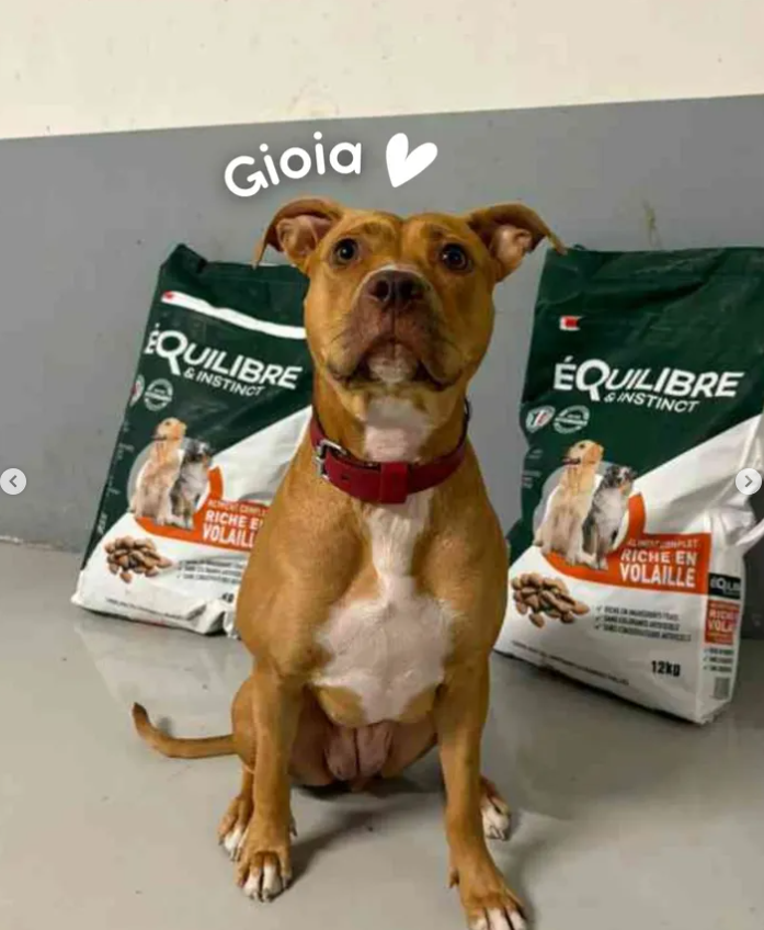 Brigade Animale Bénévole | BAB tweet media