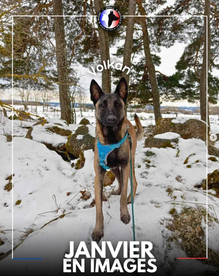 Brigade Animale Bénévole | BAB tweet media