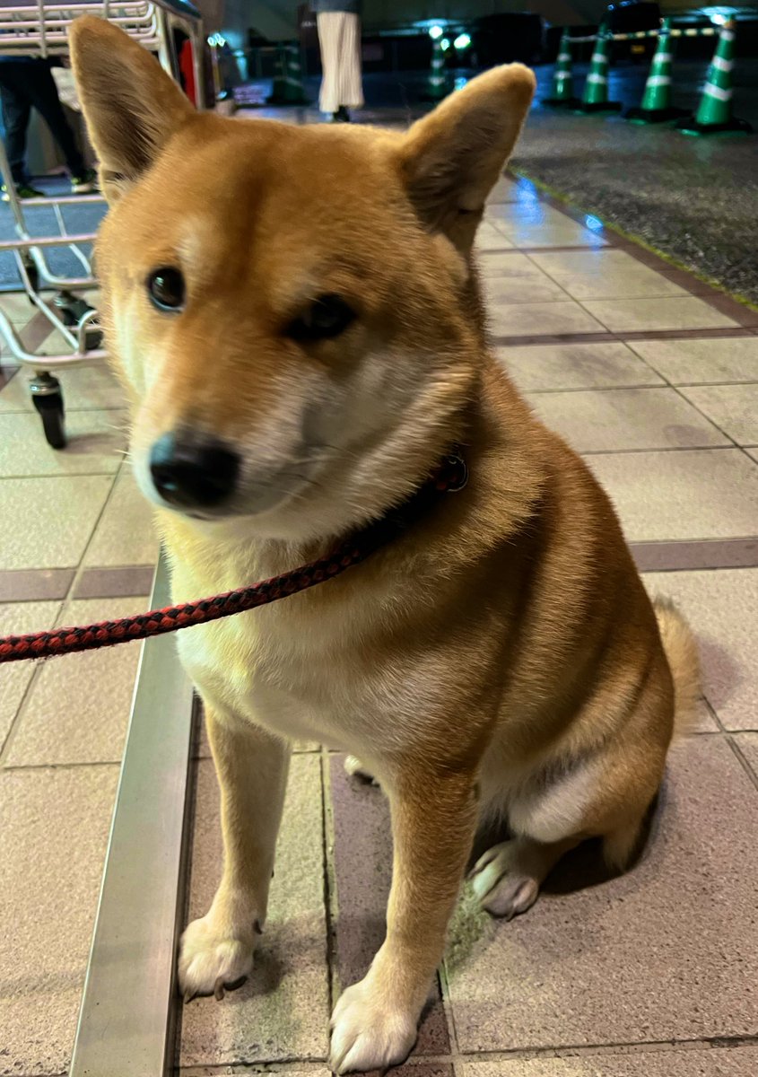 柴犬の名前聞いて
洋風の名前だった時
動揺しない精神力が欲しい。

（※アルフォンス君）