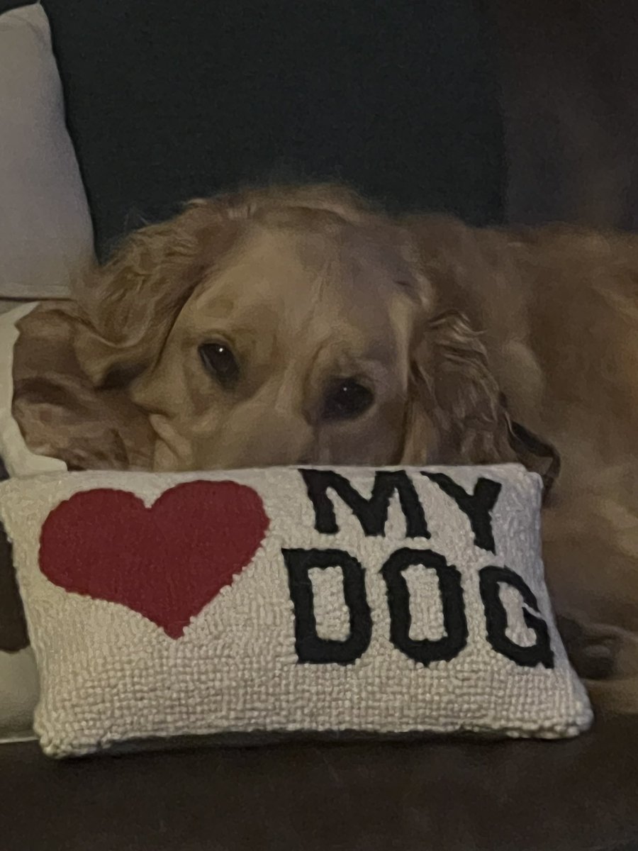 ben_jill's tweet photo. Happy National Golden Retriever Day to our gorgeous girl Felicia ♥️ @BenDraper7 https://t.co/ztn16Z542w