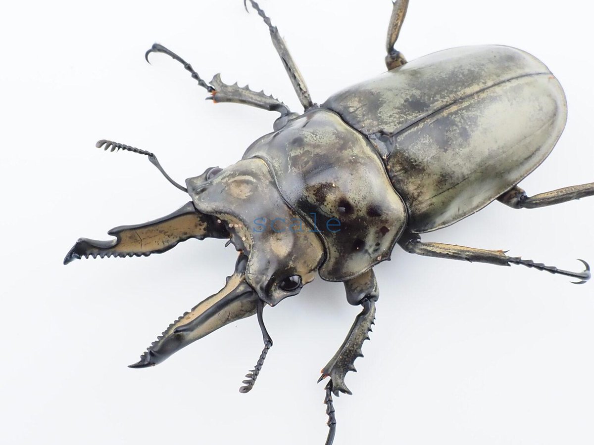 かぶぶくわわ (@mushi_lowkun) / Posts / X