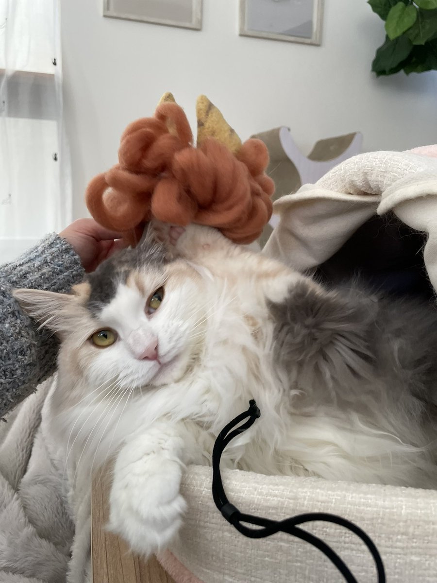 本物乗せたら、ミーナは秒で取ったけど、ウナはしばらく乗せてた